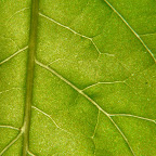 Macro