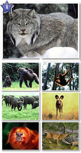 Amazing Wallpapers Of Animals. Amazing Animals Wallpapers