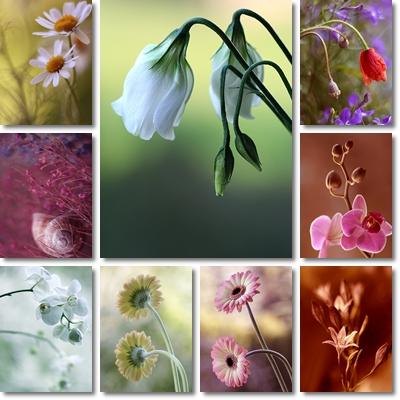 free wallpaper of flowers. Free Wallpapers Download