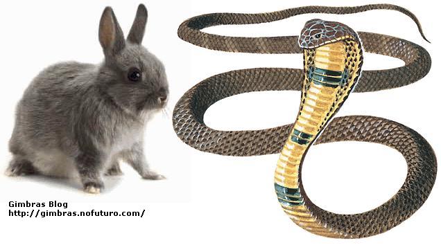 O coelho, a cobra e a...