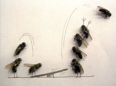 Moscas em acrobacias Moscas em acrobacias