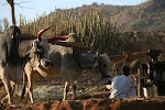 Shilpgram, India 331.JPG