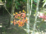 Jose's Orchid Reserve, Moyobamba, Peru