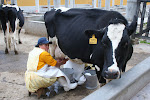 Milking cows at 