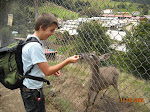Andean deer, Porcon, Peru