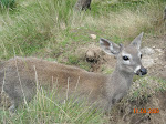 Andean deer, Porcon, Peru