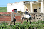 On the road from Ain Draham to Bula Regia, Tunisia