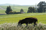 On the road from Ain Draham to Bula Regia, Tunisia