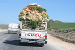 On the road from Beja to Tabarka, Tunisia