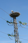 Stork nest, on the road from Tunis to Beja, Tunisia