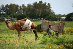 Kerkouane 049.JPG
