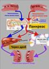 Blood_sugar_regulation.