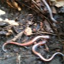 Red backed salamander