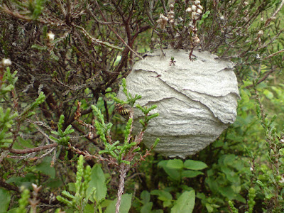 Paper wasp nest