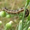 oruga