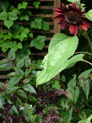 Aska Lodge Chocolate Garden