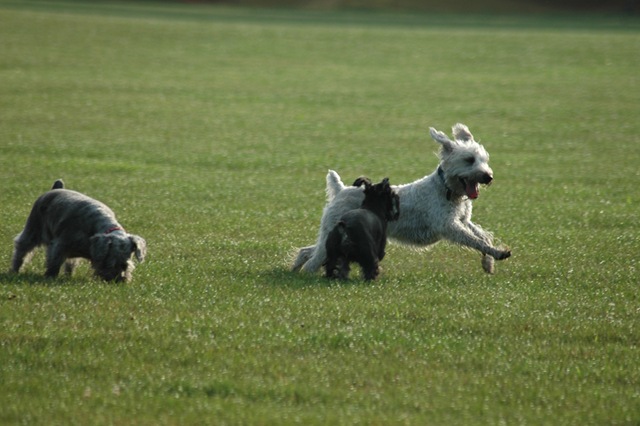 [Dogs on Run 4x6 Low Res[6].jpg]