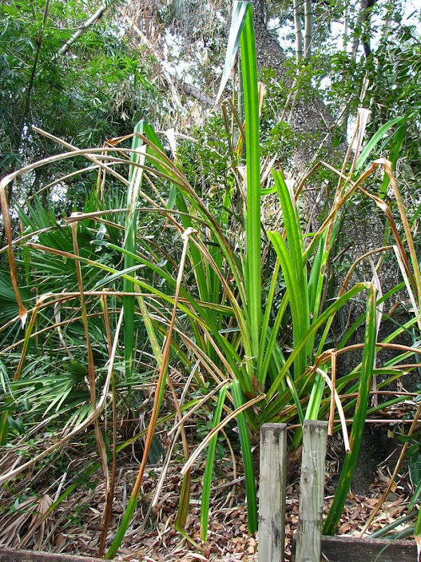 Pandanus_furcatusI.jpg