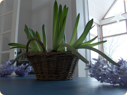 Trætte hyacinter