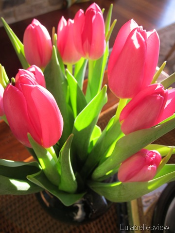[Tulips and Sunlight 1[4].jpg]