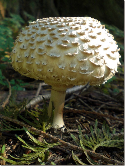 mushroom2