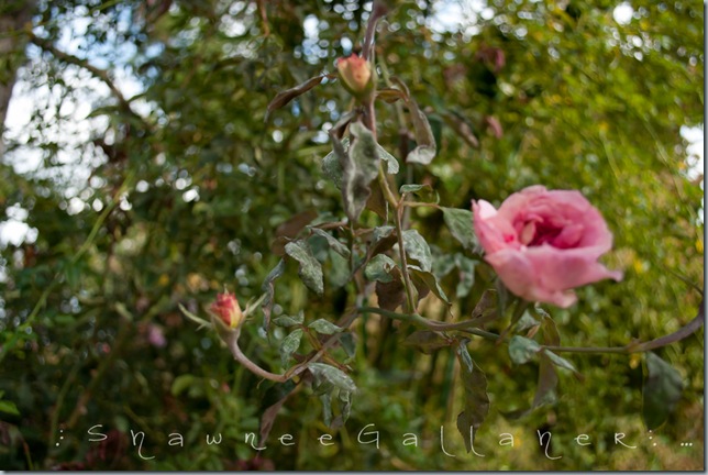 Rose Garden.fuzzy.rose