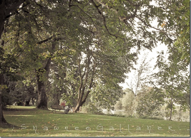 Rose Garden.Our Bench Rose Garden.Our Bench