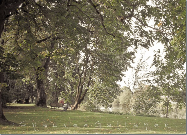 Rose Garden.Our Bench