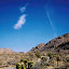 Joshua Tree