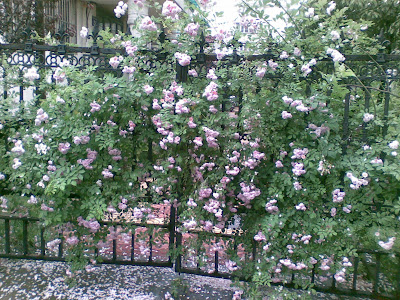 20090502.jpg