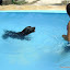 Minie na piscina!