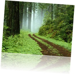 A forest path in Redwoods State Park, California.