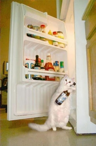 cat opening refrigerator and taking bottle from it in cat opening refrigerator and taking bottle from it in
