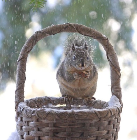 squirrel animal