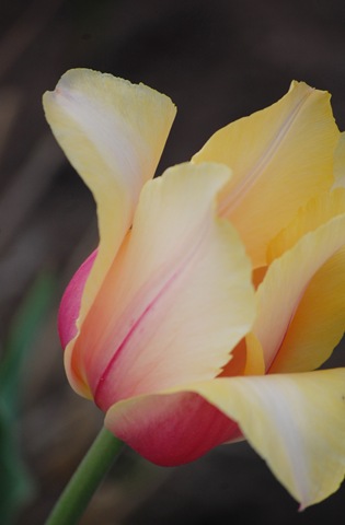[yellow pink tulip[1].jpg]