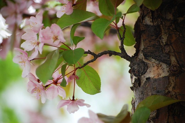 [appleblossoms2[4].jpg]
