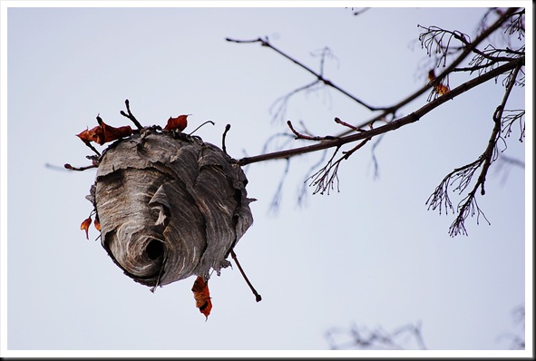 hornet nest