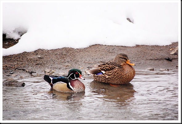 Wood Ducka nd Mallard 2