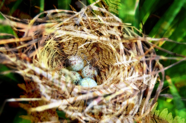 [BIRD Nest and Ferns.jpg]