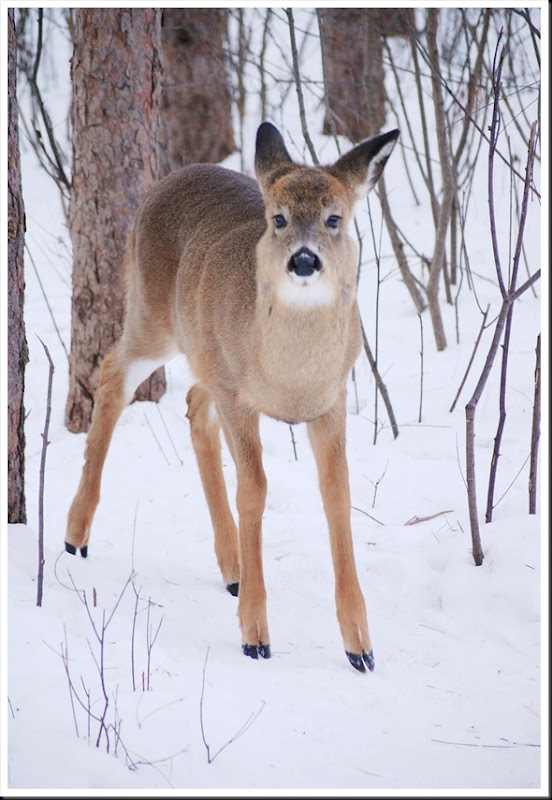 deer2