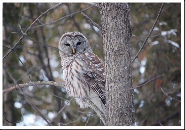 barred owl2