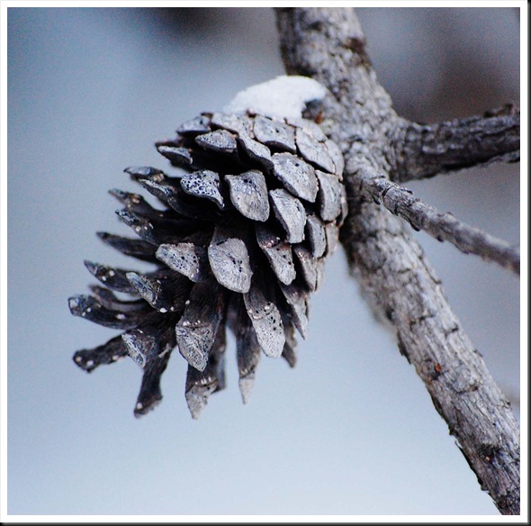 pine conesq