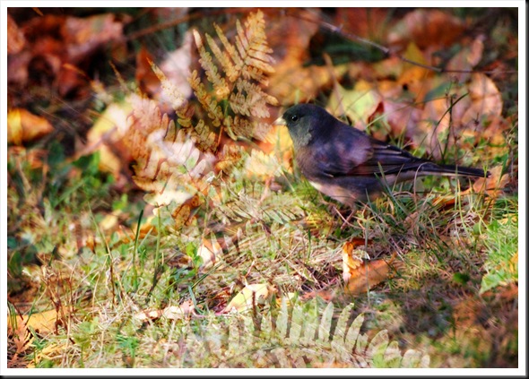 JUNCO Autumn Fern