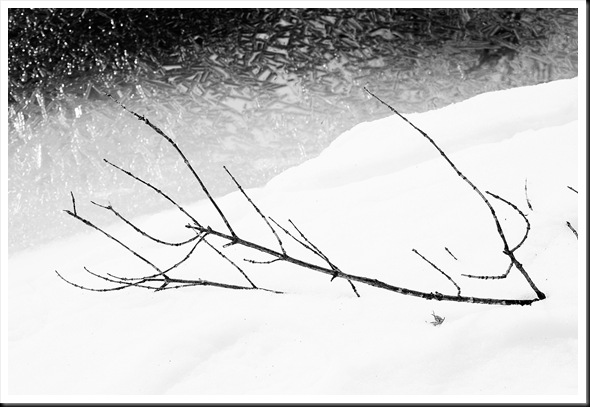 branch ice BW
