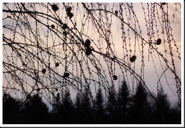 Pine silhouette Pine silhouette