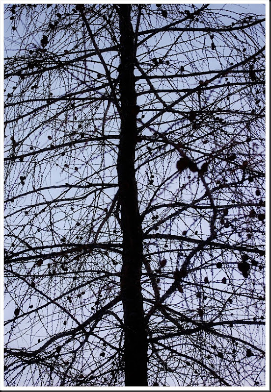 pine silhouette2 pine silhouette2