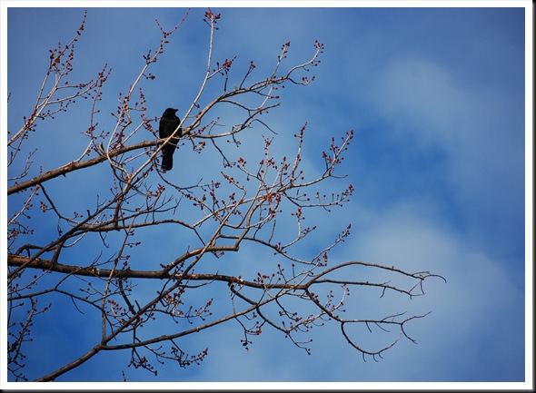 crow crow