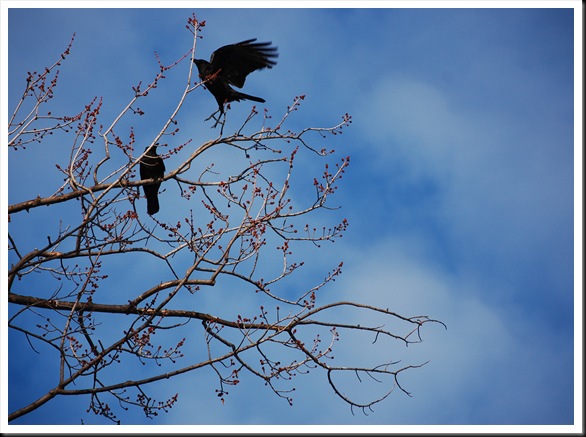 crow takeoff crow takeoff