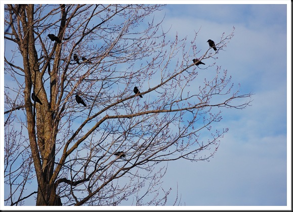 crows tree crows tree