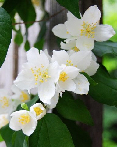 [White apple blossoms[4].jpg]